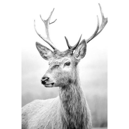 Rådjur affisch 21×30 CM