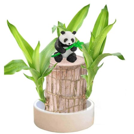 Brasilien Lyckoträd Växt med Kruka och Figurin, Hydroponisk Krukväxtstubbe, Skrivbordsdekoration med Panda Ornament