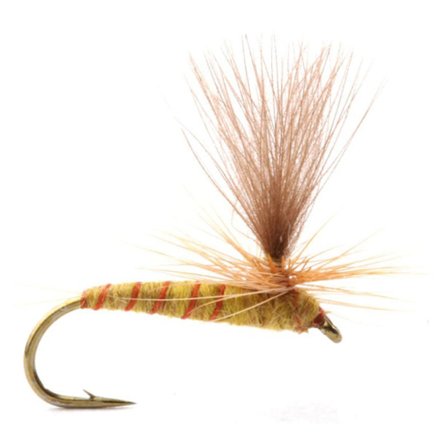 Guideline Ignita - #16