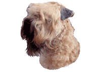 Irish Soft coated wheaten terrier - klistremerker