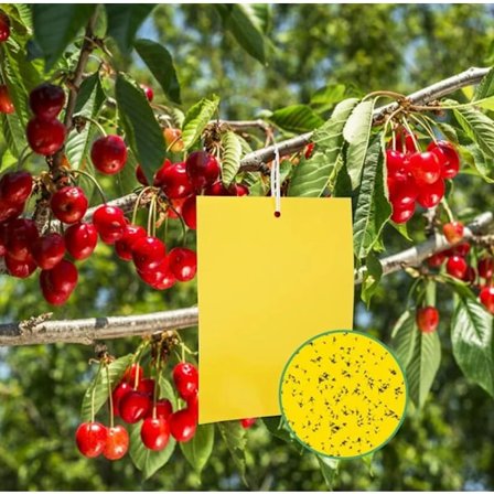 20 stk gule dobbeltsidige feller, 15 20cm klebrige papir klistremerker mot mellus, bladlus, knott og bladminerere