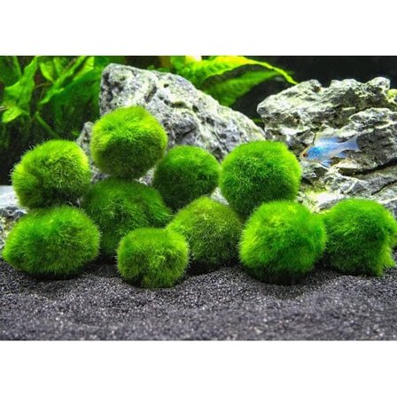 10 Marimo Mossbollar 2,5 cm