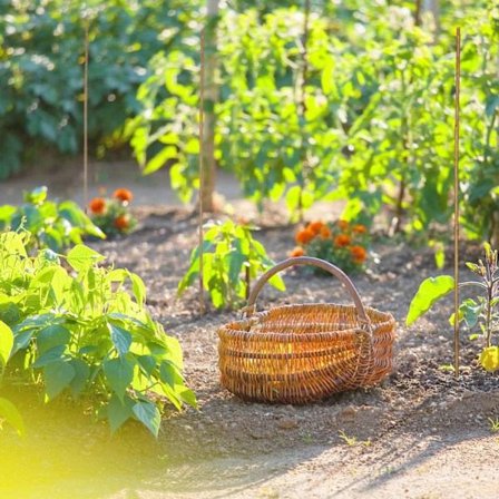 Bambupinnar 105 cm, 40-pack-XF21-