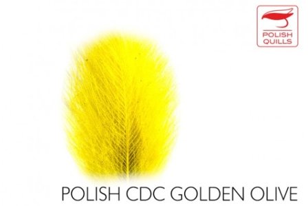 Polish Quill CDC Golden Olive
