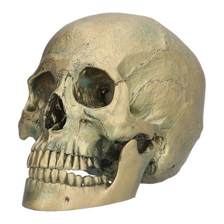 Menneskeskalle Ornamenter Harpiks Undervisning Skalle Model til Halloween Party Dekoration