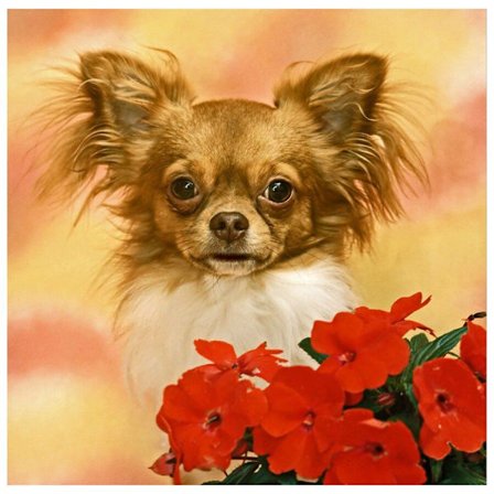 30*40cm DIY Diamantmaleri (kun maleri, ingen ramme) Diamant pa