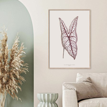 Caladium Belleymei — Plakat med flot illustration af plante fra Nature Remixed by Gehalt