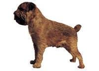 Griffon Bruxellois stående - klistremerker