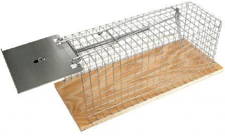 Elävänä pyytävä Swissinno -rotta-ansa