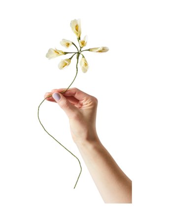 Studio About | Paper Flower, African Lily | ONE SIZE