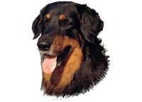 Hovawart mørk - klistremerker