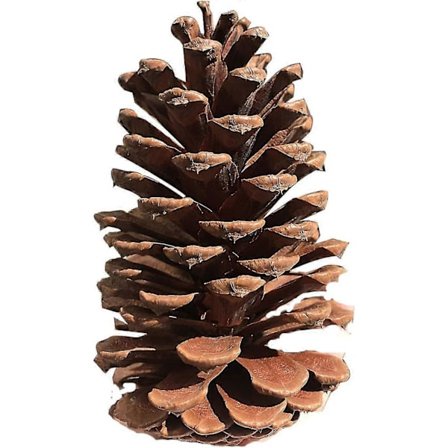 12 stk. Jul Naturlige Kogler Ornamenter Juletræspynt Naturligt Træ Juletræsdekoration Håndværk Boligindretning Til Juletræsdekoration