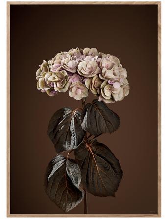 Majestically Brown Home Decoration Posters & Frames Posters Botanical Multi/mønstret ChiCura