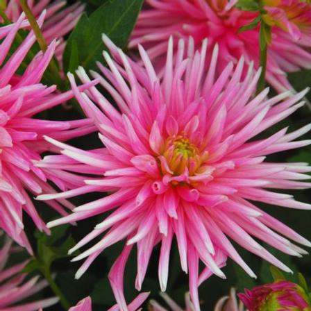 Dahlia Rot Park Princess 3-pack (kaktus,dvärg) Medium (lev. Fro
