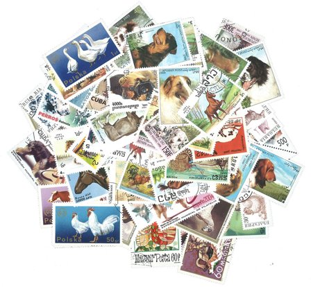 Husdyr - 100 forskellige