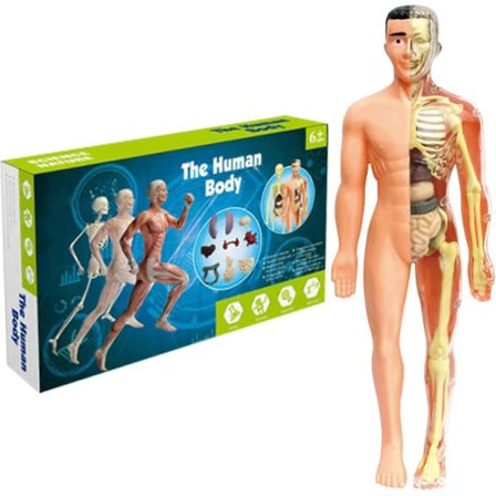 3D Menneskekropp Torso Modell for Barn Anatomi Modell Skjelett, Vitenskapelig Anatomisk Menneskelig Skjelettmodell med Avtakbare Deler Barn Tidlig 