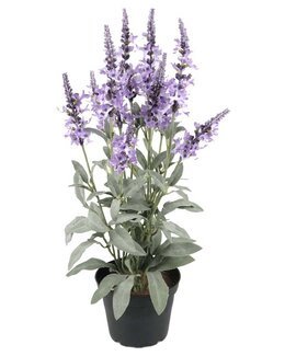 Konstväxt Veronica Blå