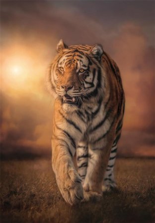 Clementoni Puslespill Tiger High-Quality-Collection 1000 brikker