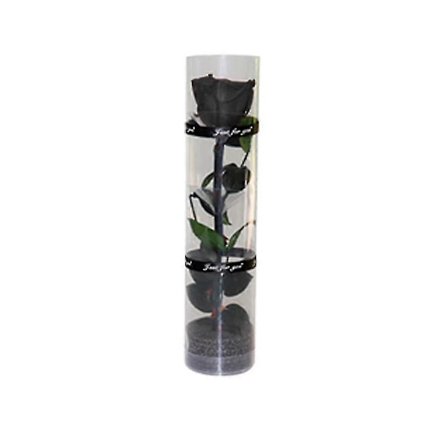 En ekte, evigvarende rose, holdbar rose, evig blomstrende rose