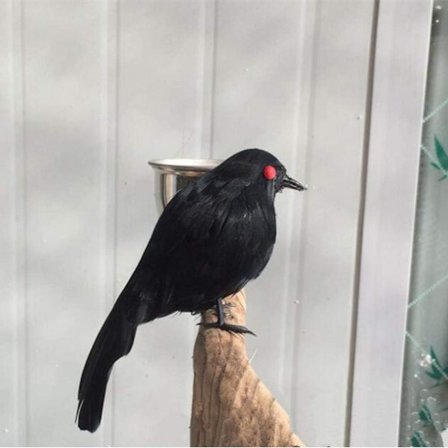 Fjærede kråker som ser ut som ekte kråker, fugl svart fjæret kråke