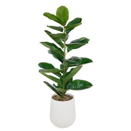 Ficus Sky højde 145 cm rillet keramikpotte