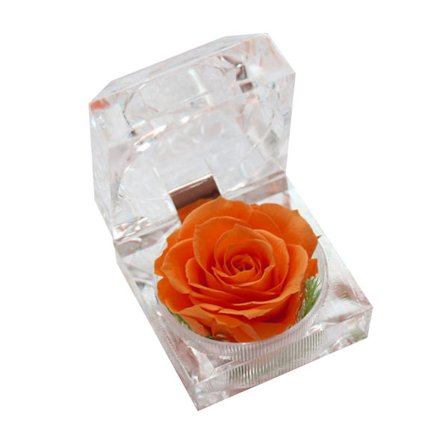 Äkta Ros för Dekoration med Färska Blommor Kristallbox Konserverad Odödlig Blomma Gåva för