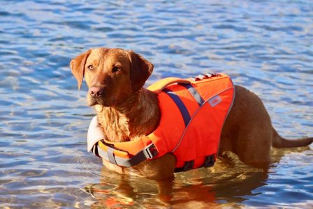 Active Canis Koirien kelluntaliivi, M-L