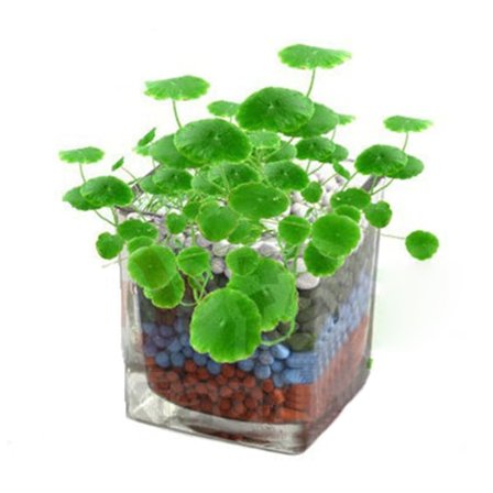 Hagegressfrø Hydrocotyle Kopper Peng Grassfrø for kontorhageplanting
