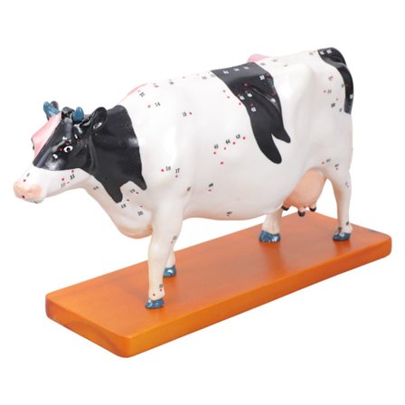 Anatomisk modell av storfe for akupunktur og moxibustion, anatomisk modell av dyr, anatomisk modell av ku, undervisningsrekvisitt for organer