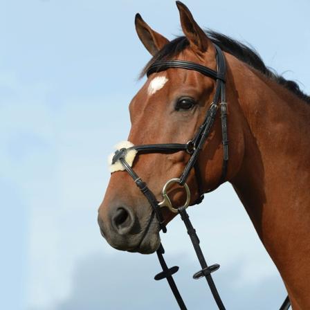 Collegiate Syntovia+ Vadderad Upphöjd Figur 8 Träns Helsvart