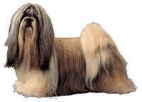 Shih tzu - klistremerker