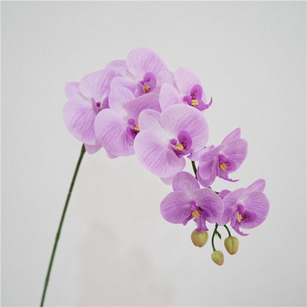 1 simuloitu kukka tuntuu Phalaenopsis kotitalous malli huone d