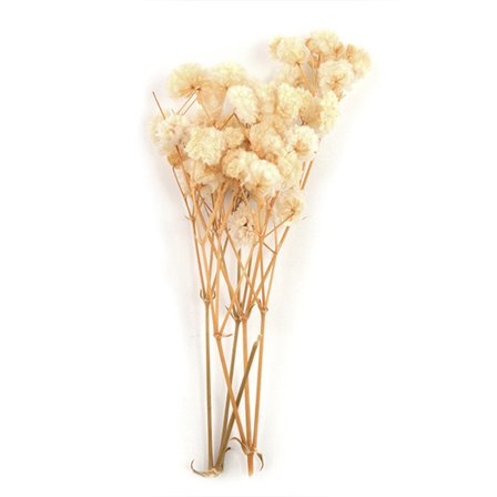 Gypsophila torkad blombukett Tillbehör för alla hjärtans dag presenter grönska dekor