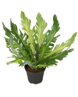 Kunstig Bregne 25 cm Grøn