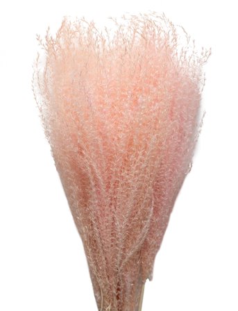 Dried Flowers Feather Pampas Pink Cooee Design