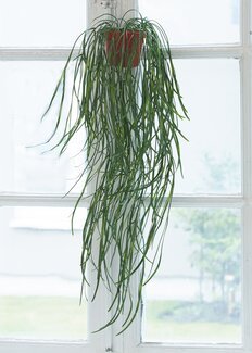 Konstväxt Hoya 50 cm Grön - Linea