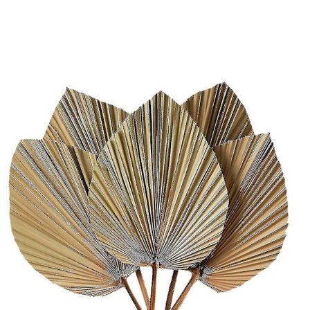 Kuivatut palmunlehdet Huonekoriste 5 kpl - 18 tuumaa K x 10 tuumaa L Palmunlehti