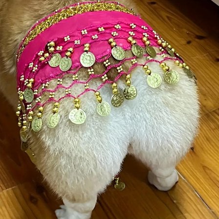 Hunde Belly Dancer Kostume med Paillet Taljekæde & Hoftevrikkende Nederdel - Mavedanser Outfit Egnet til Hund til Corgi, Hvalpe Fødselsdagsfester
