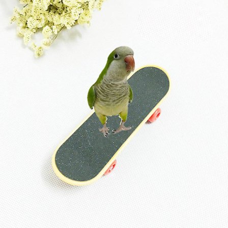 Mini skateboard kompatibel med nymfparakiter, undulater, fåglar, papegojor, stående gunga, sportleksaker