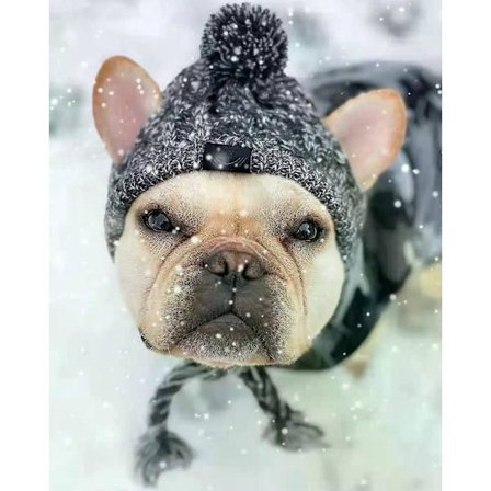 Vinter Varme Hundehuer Vindtæt Strikket Fransk Bulldog Hue Til Hunde Chihuahua Hue Fluffy Bold Kæledyrshat Hvalpetilbehør[YJD]
