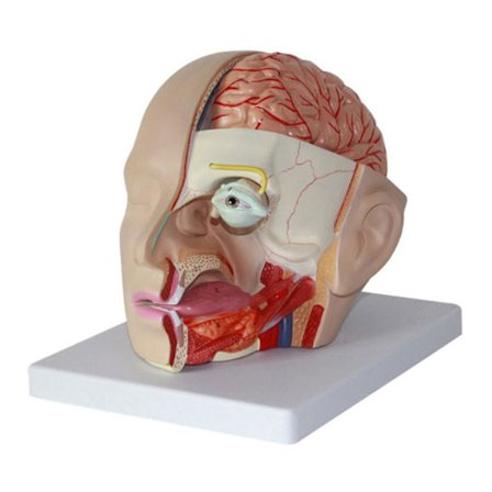 Human Brain Anatomic Model, Human Brain Anatomy Model Cerebral Artery Model, Human Head Brain Anatomic Model