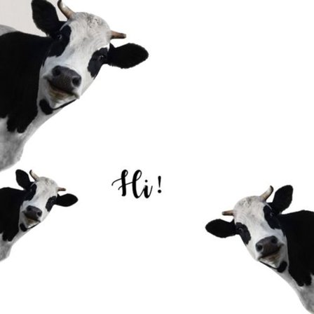 Sjove ko-vægklistermærker, vindueklistermærker, realistiske kiggende ko-printklistermærker