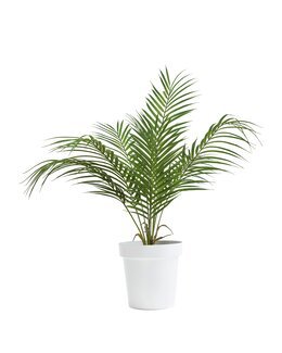 Konstväxt Bergspalm Grön - Mr Plant