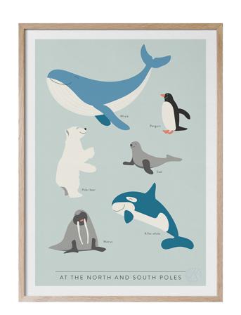 At The North And South Poles - På Engelska Home Kids Decor Posters & Frames Posters Animal Posters Multi/mönstrad Kunskapstavlan