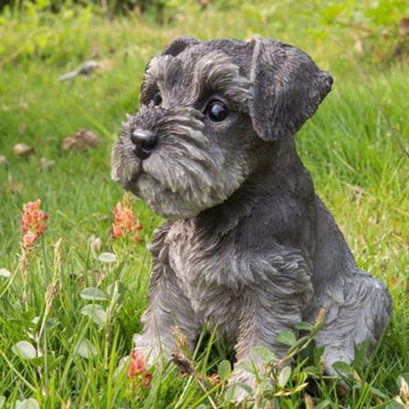Sittande Schnauzer Valp Staty Harts Gräsmatta Skulptur Super söt trädgårdsgård dekor default