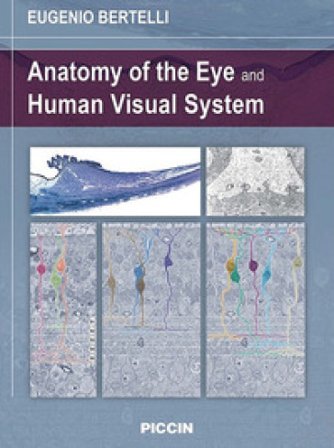 Anatomy of the eye and human visual system Eugenio Bertelli