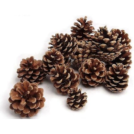 Fyrrekogler Naturlige 5-6cm 1kg Sort Fyr Dekorationer