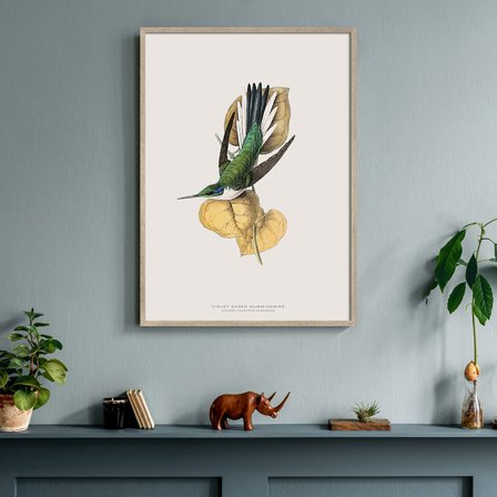Kolibri — Plakat med flot illustration af fugl fra Nature Remixed by Gehalt