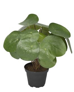 Konstväxt Elefantöra Grön - Mr Plant