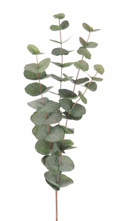 Mr Plant Eucalyptus Kvist Grønn H60cm